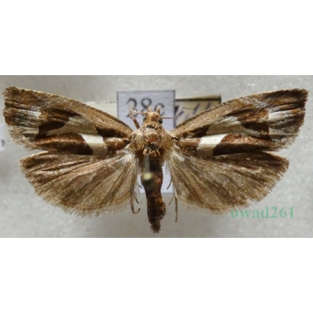 Epiblema foenella (Linnaeus, 1758) Czech28c